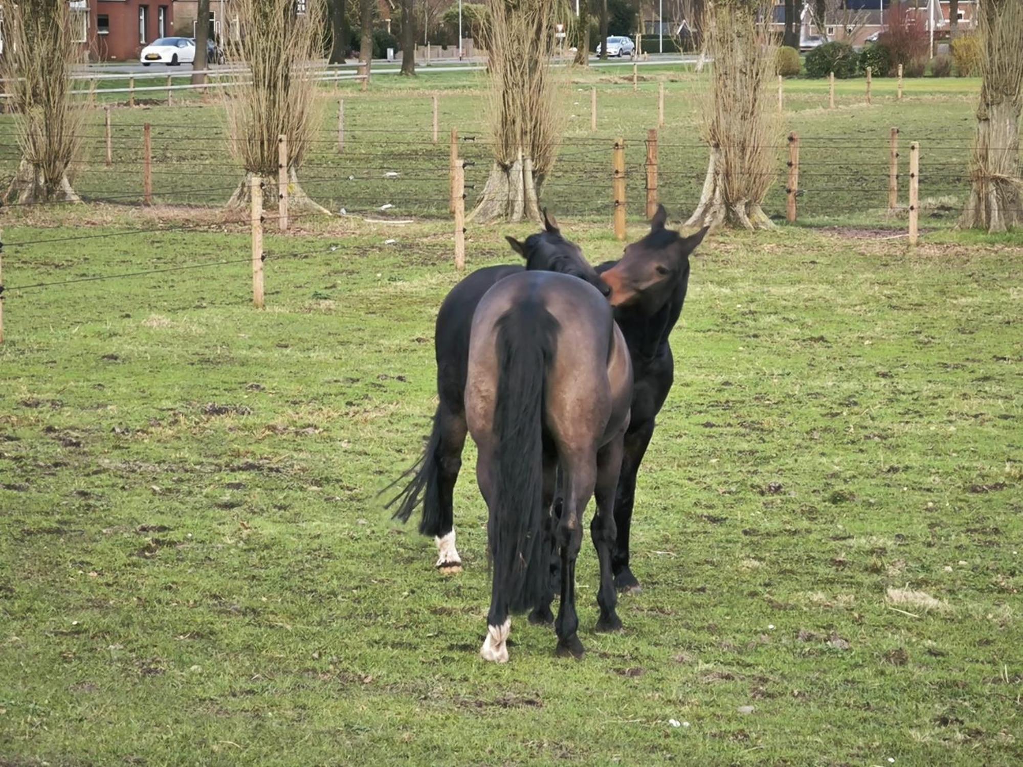 De Cordobahoeve Tweede Exloermond Zewnętrze zdjęcie